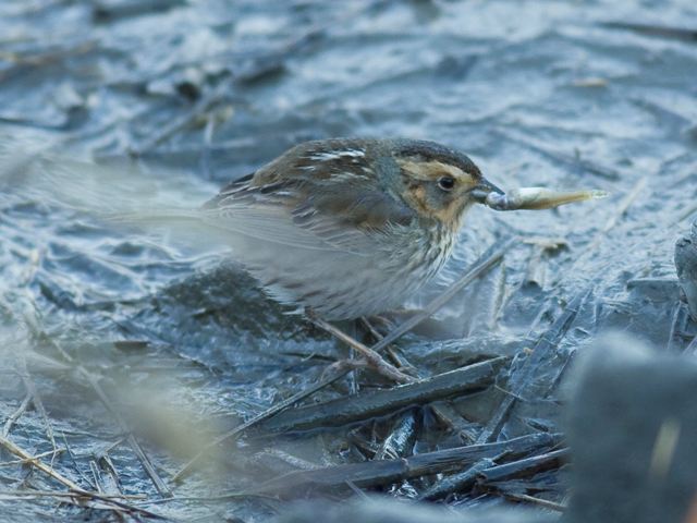 Saltmarsh Sparrow
